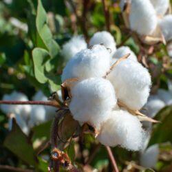BSM Pro Cotton Nutrition